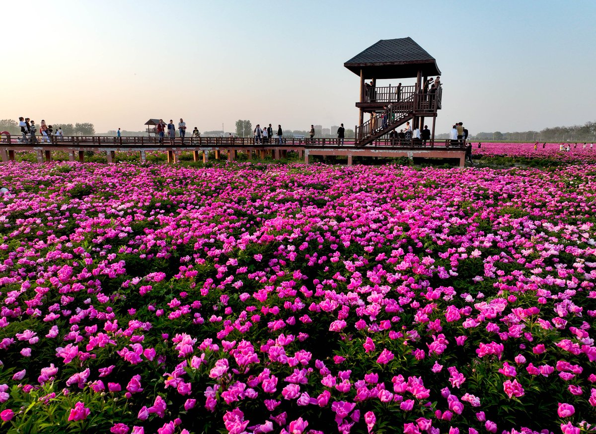 Qian Mu Flower Sea in Sihai Town